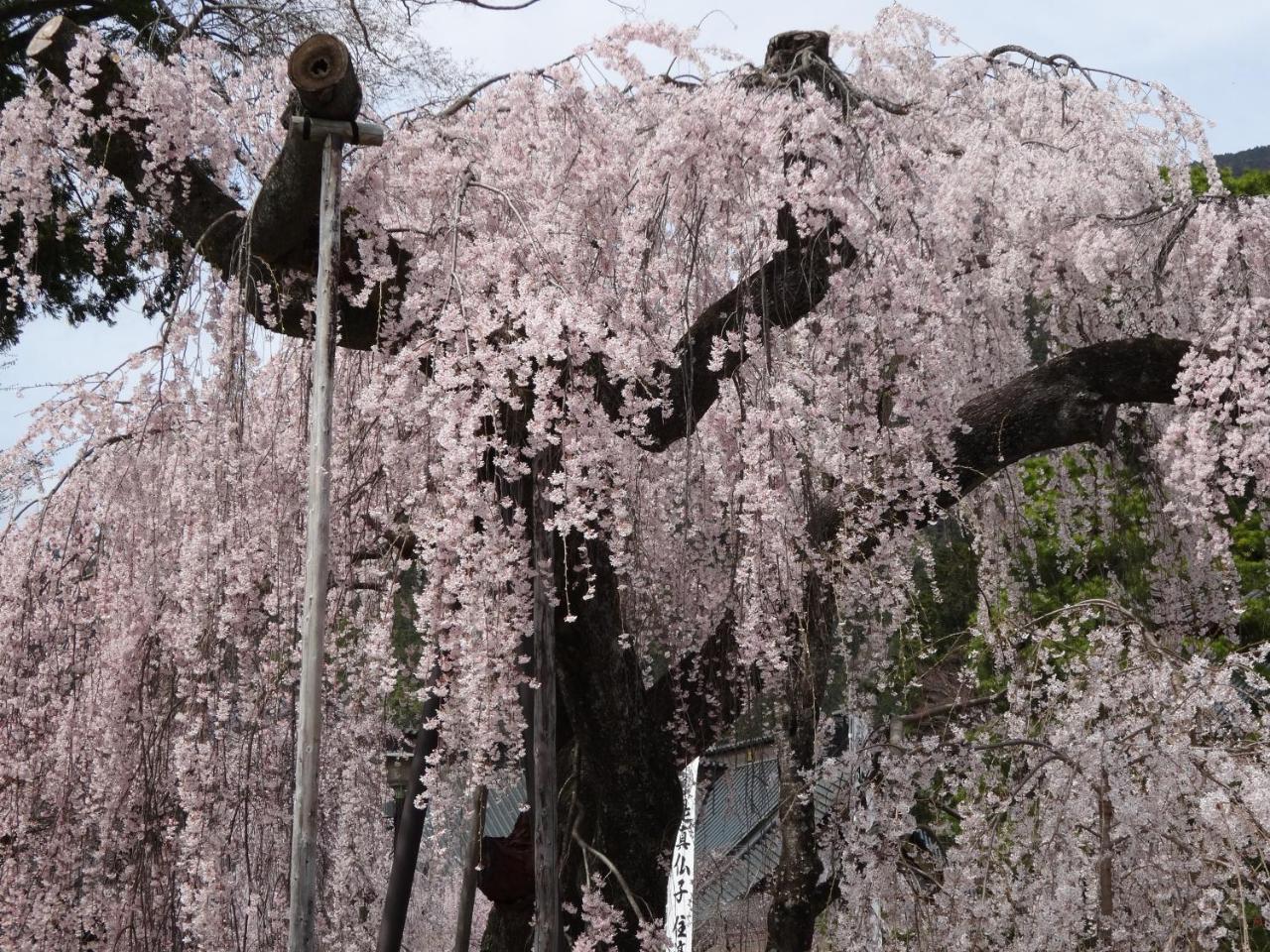 Ryokan Tanakaya Minobu Exteriér fotografie